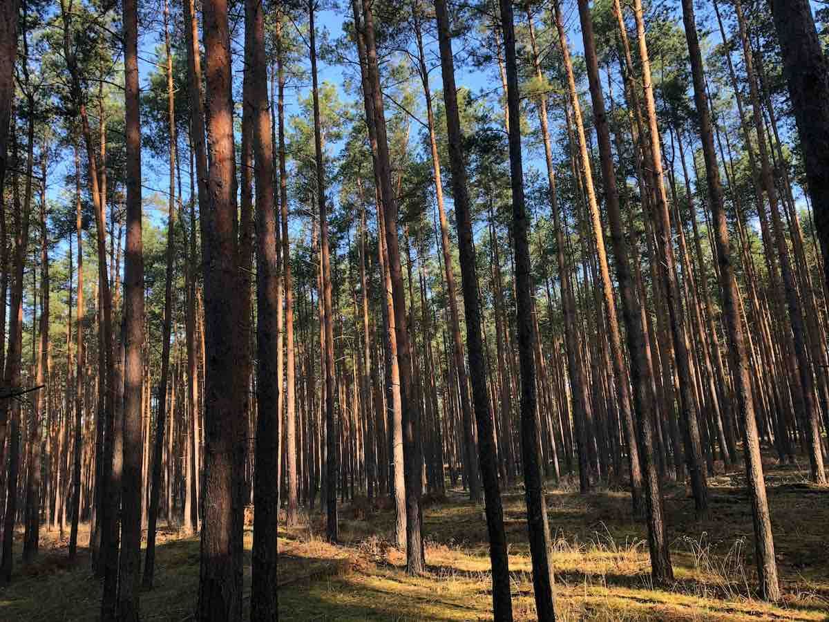 Ar verta parduoti dalį miško sklypo? Galimi sprendimai, kai bendrasavininkai nesutaria